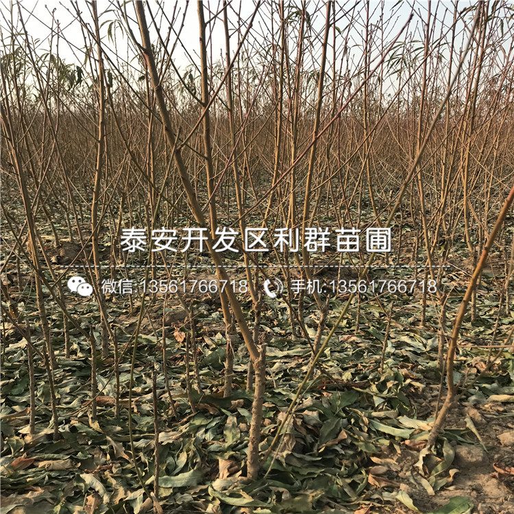 今年馬甲子苗報價及價格