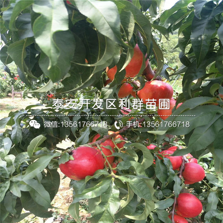 新品種桃樹實(shí)生苗、桃樹實(shí)生苗基地