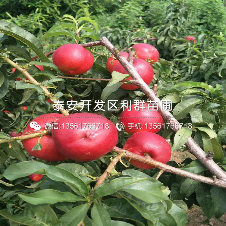 新品種桃樹實(shí)生苗、桃樹實(shí)生苗基地