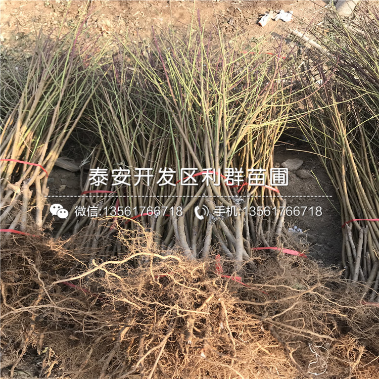 2019年桃樹小苗