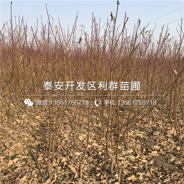 2019年桃樹小苗