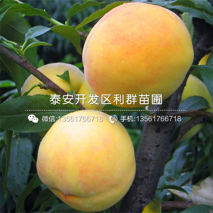 桃樹原生苗、山東桃樹原生苗價格