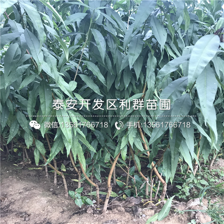 去哪買桃樹嫁接苗