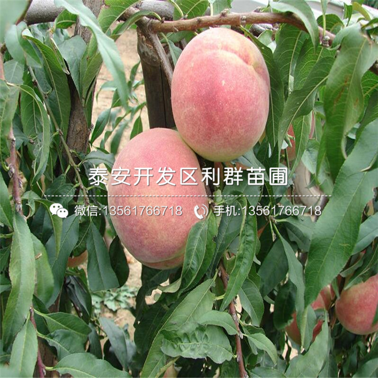 桃樹小苗價(jià)格、桃樹小苗格是多少