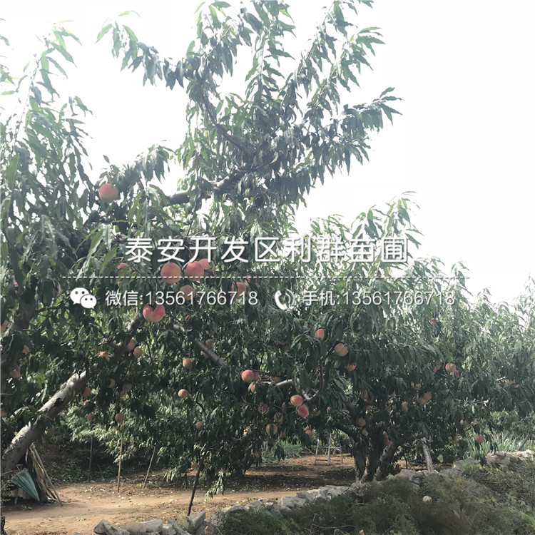 桃樹多少錢一棵、一棵桃樹多少錢