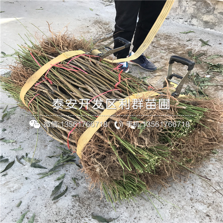 出售桃樹實生苗價格多少