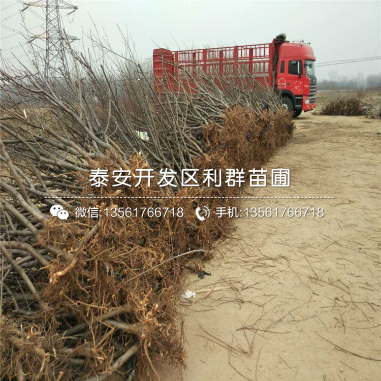 桃樹實生苗價格多少