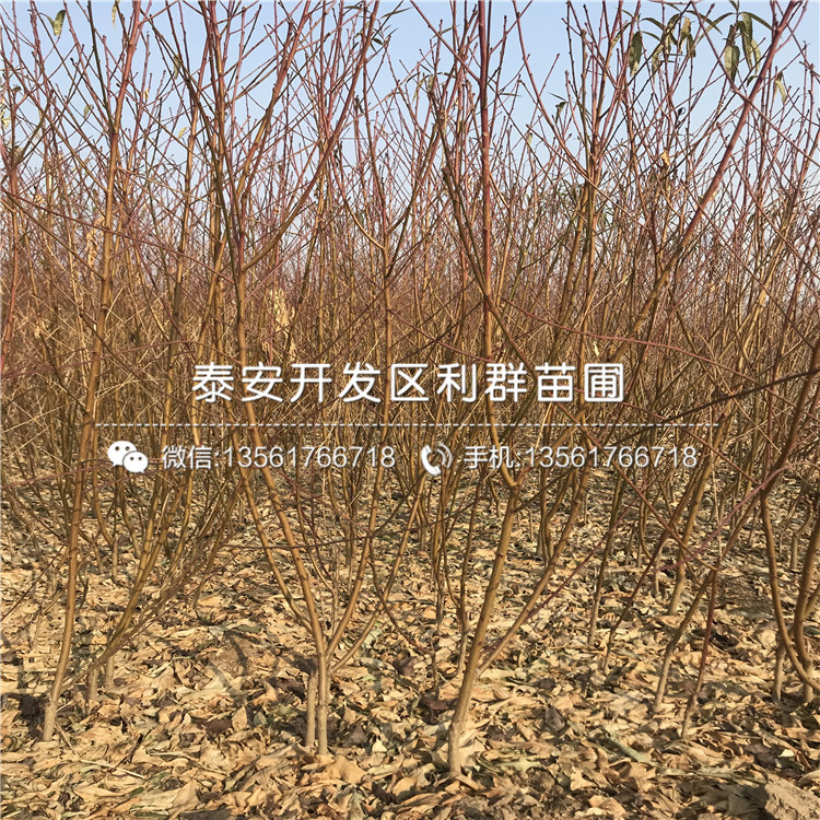 山東桃樹嫁接苗格多少