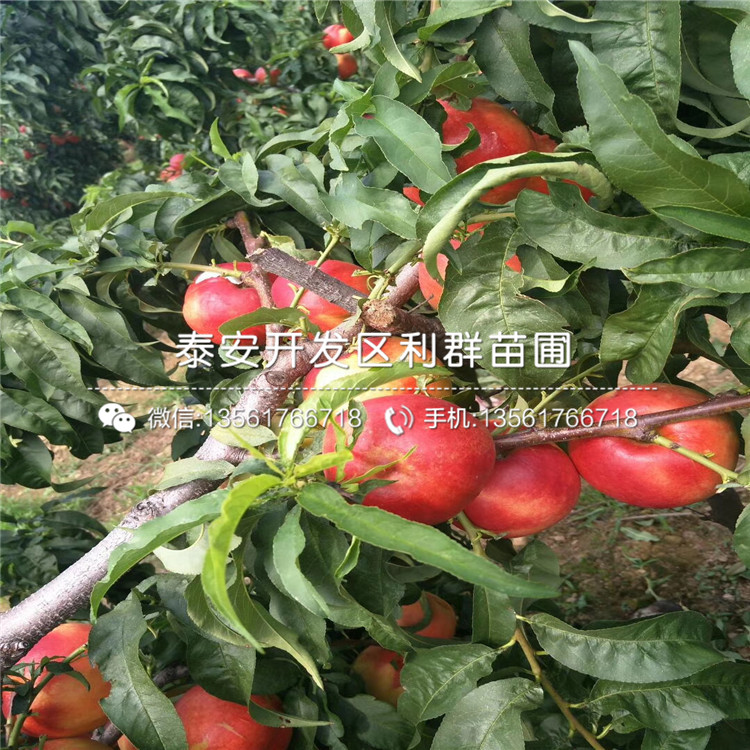 桃樹實生苗格、桃樹實生苗出售價格多少