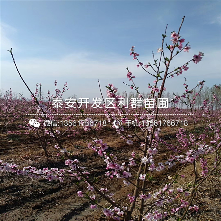 桃樹新品種、2018年桃樹價格