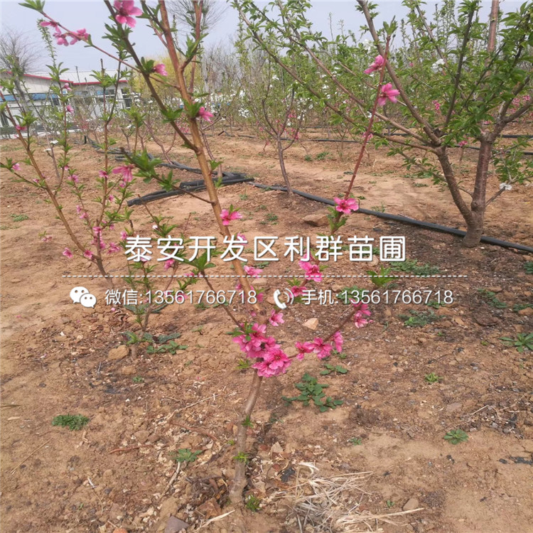 2018年桃樹樹苗批發(fā)基地