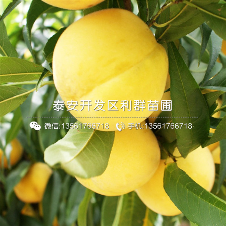 桃樹實生苗品種、2018年桃樹實生苗多少錢一棵
