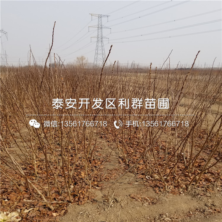 山楂树树苗基地价格