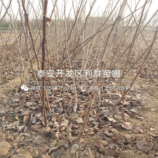 批發(fā)泰安山楂樹苗、泰安山楂樹苗出售價(jià)格多少