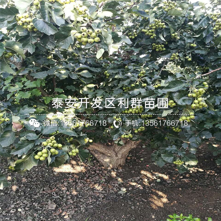 山东5公分山楂树苗出售