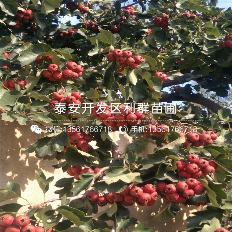 1公分山楂苗價格及報價