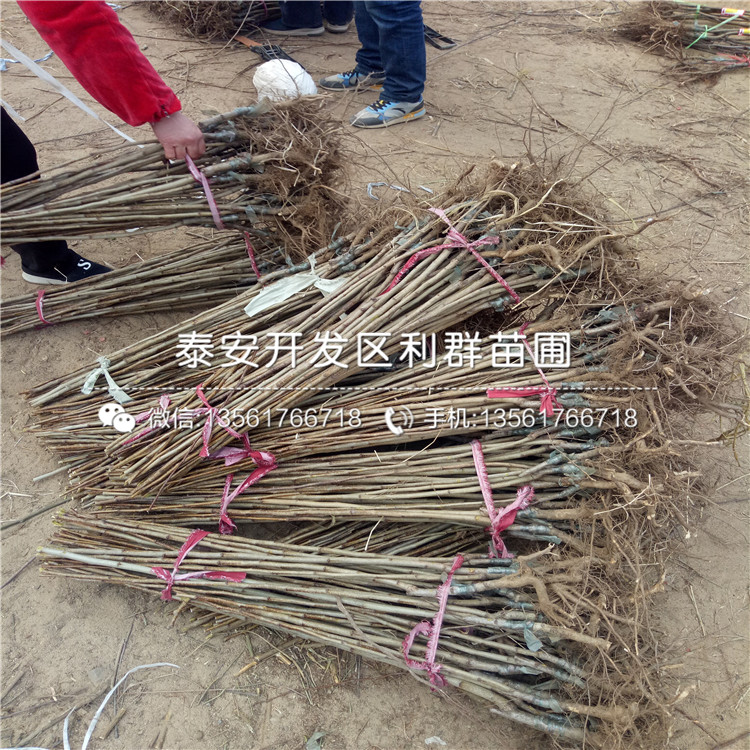 4公分3公分山楂樹苗、4公分3公分山楂樹苗多少錢一棵