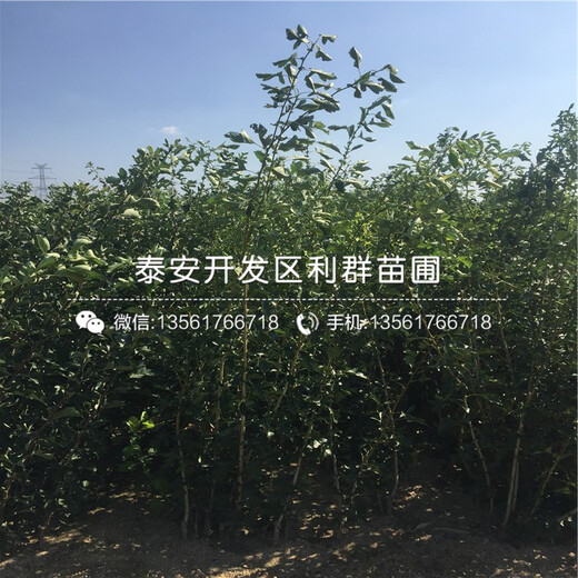 占地山楂樹苗價格、占地山楂樹苗報價