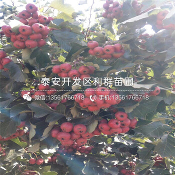 4公分山楂樹苗種植技術