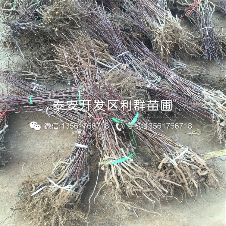 大绵球山楂苗每亩多少棵