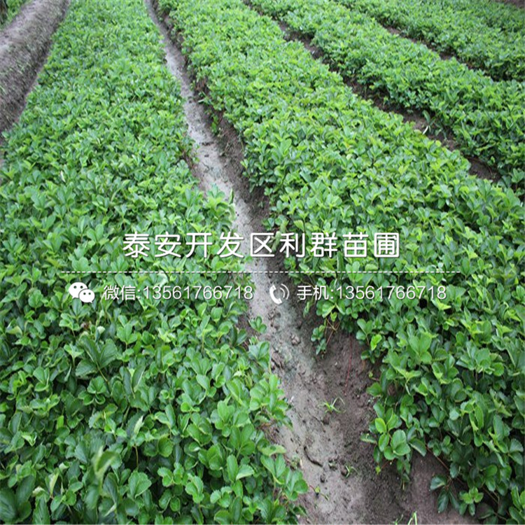 2018年小白草莓苗、小白草莓苗价格