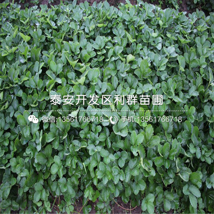 脫毒美王一號草莓苗、脫毒美王一號草莓苗價格