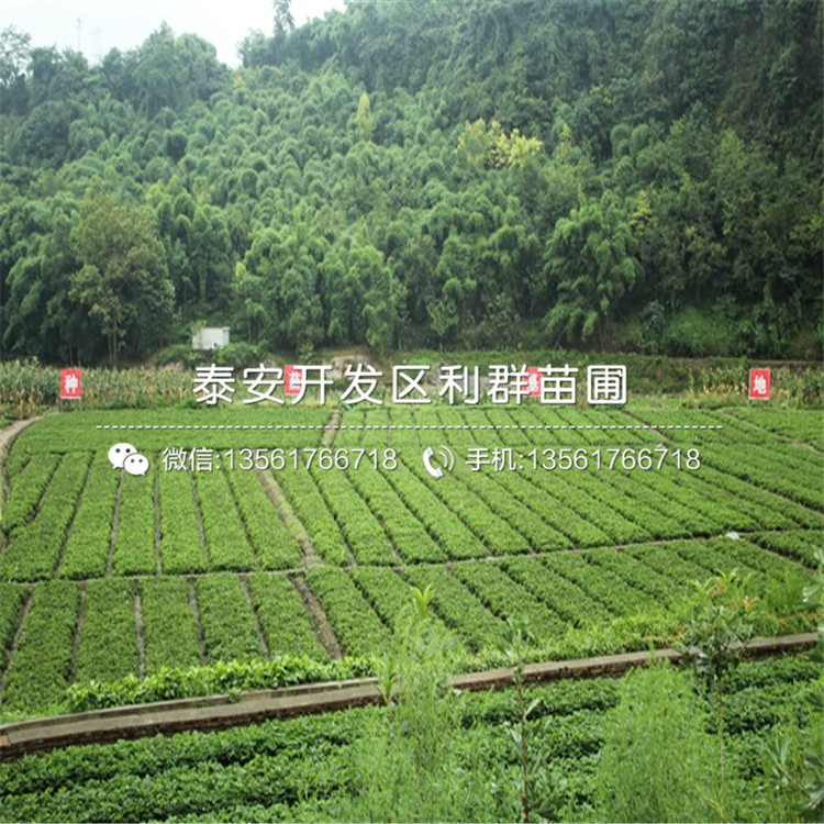 爱莎草莓苗批发、爱莎草莓苗基地