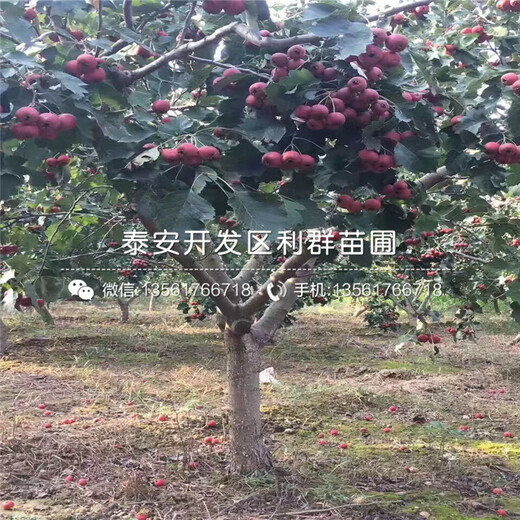 山東甜紅子山楂樹(shù)苗、山東甜紅子山楂樹(shù)苗報(bào)價(jià)
