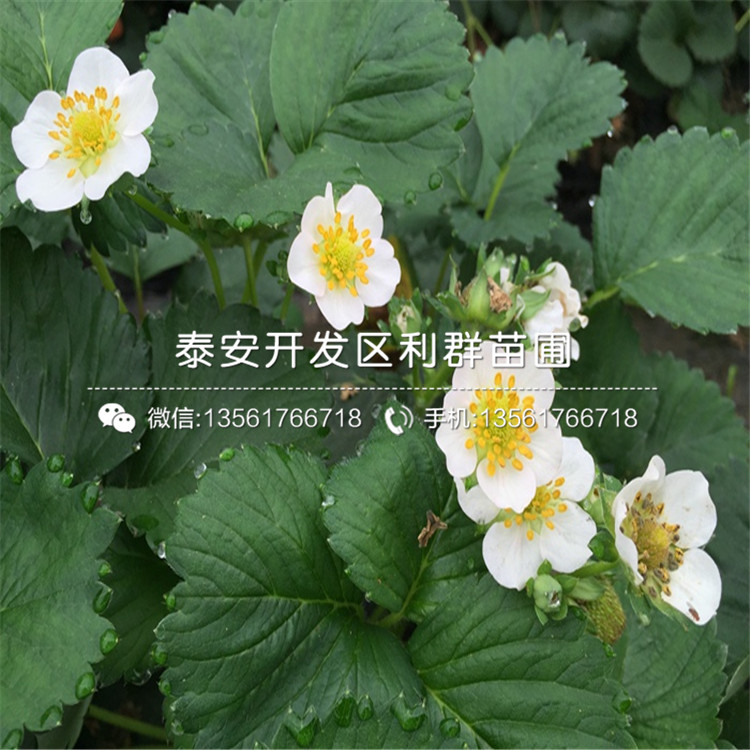 2018年紅實美草莓苗出售價格
