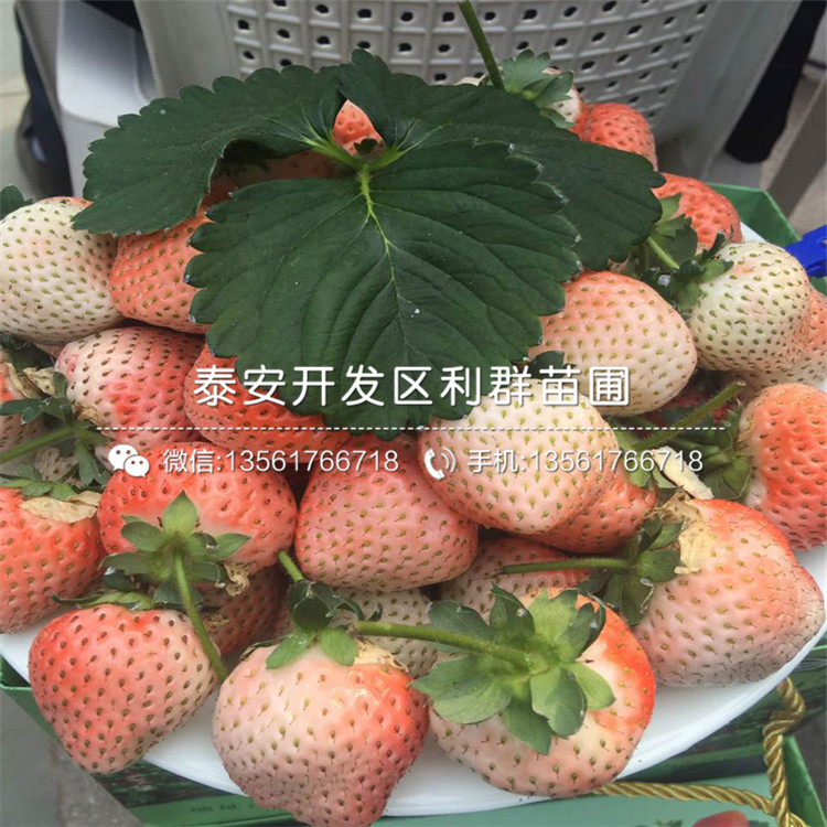 出售白色草莓苗、白色草莓苗出售价格是多少