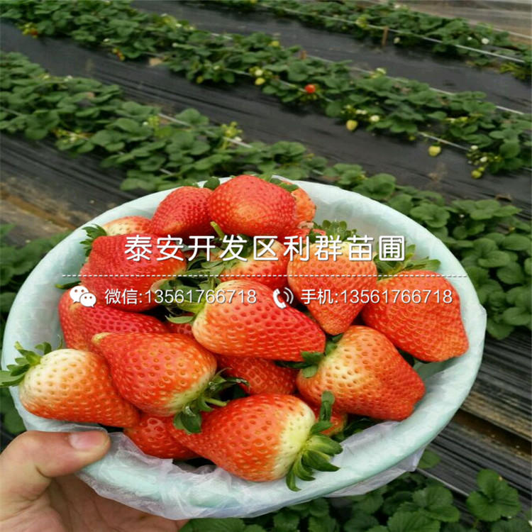 批發(fā)奧巴草莓苗、奧巴草莓苗格多少