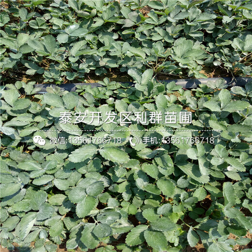 晚熟草莓王子草莓苗
