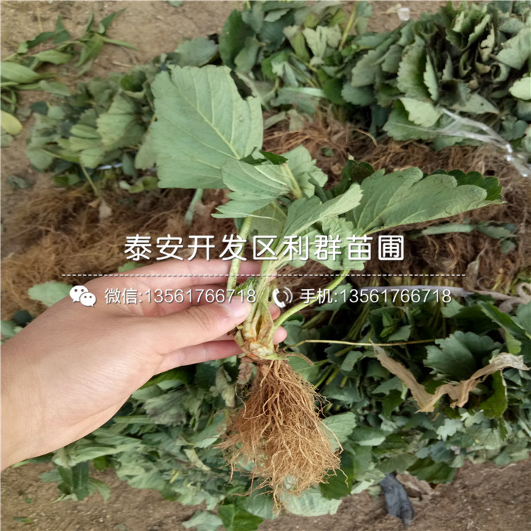 山东哈尼草莓苗、山东哈尼草莓苗批发价格是多少