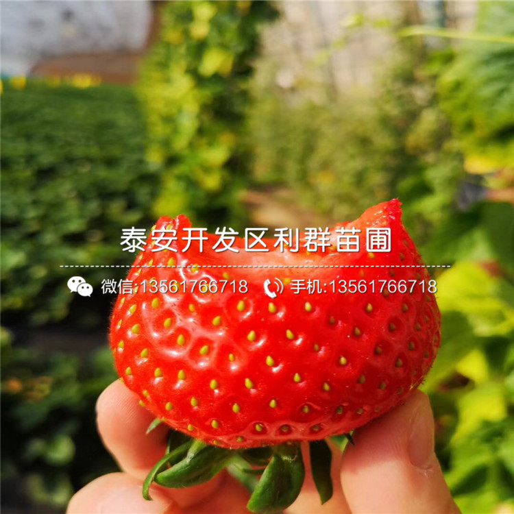 新品种明晶草莓苗、新品种明晶草莓苗格