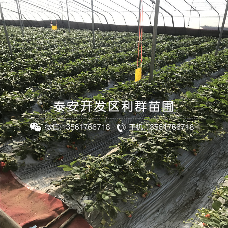 新品種以斯列二號草莓苗、以斯列二號草莓苗價(jià)格多少