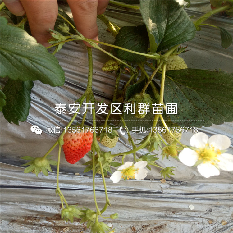 妙香3號(hào)草莓苗新行情