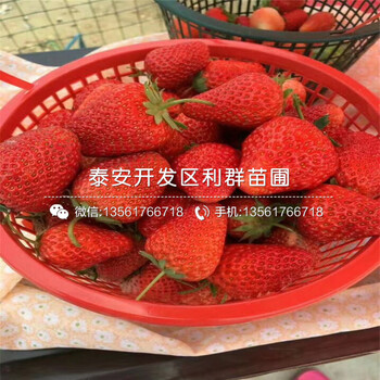 太空2008草莓苗出售、太空2008草莓苗价格多少