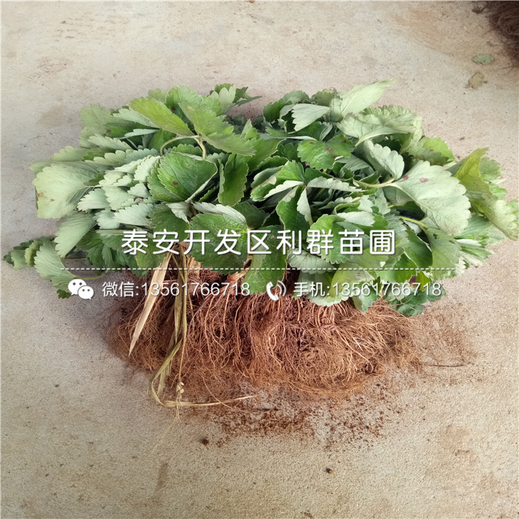 德馬草莓苗多少錢一棵、德馬草莓苗出售基地
