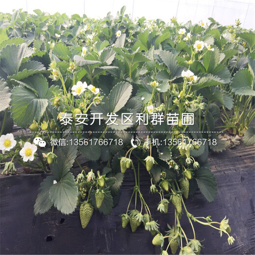 哪里出售草莓原種苗
