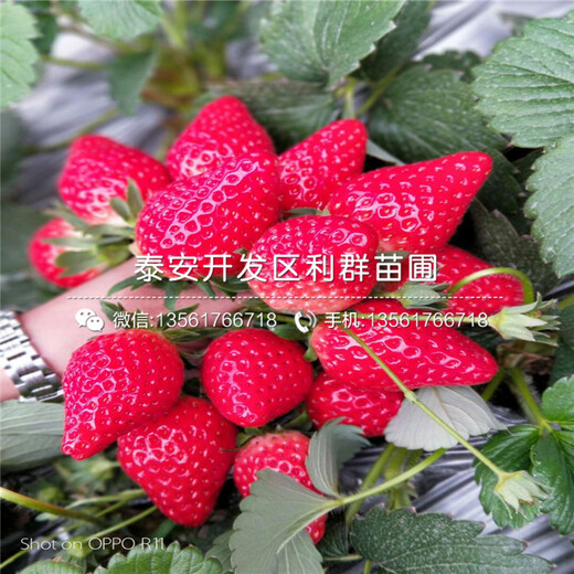 銷售桃熏草莓苗價(jià)格