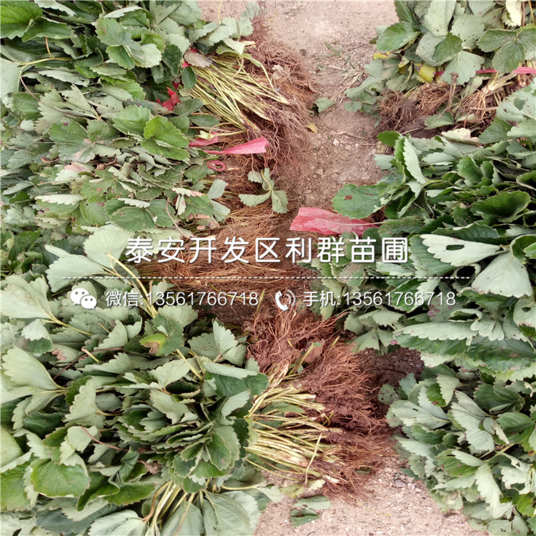 山東新草莓苗、新草莓苗出售價格多少