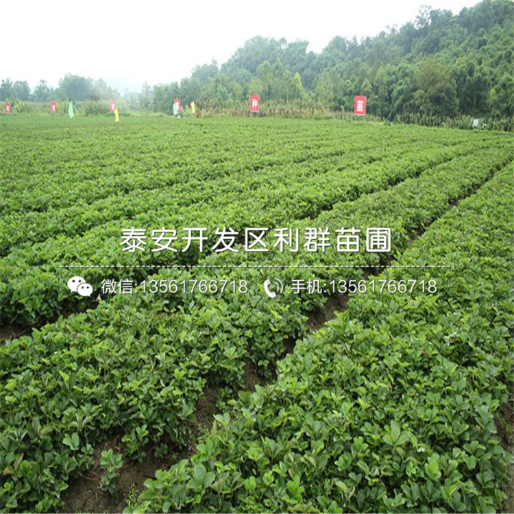 魯旺草莓苗價(jià)格、魯旺草莓苗格多少