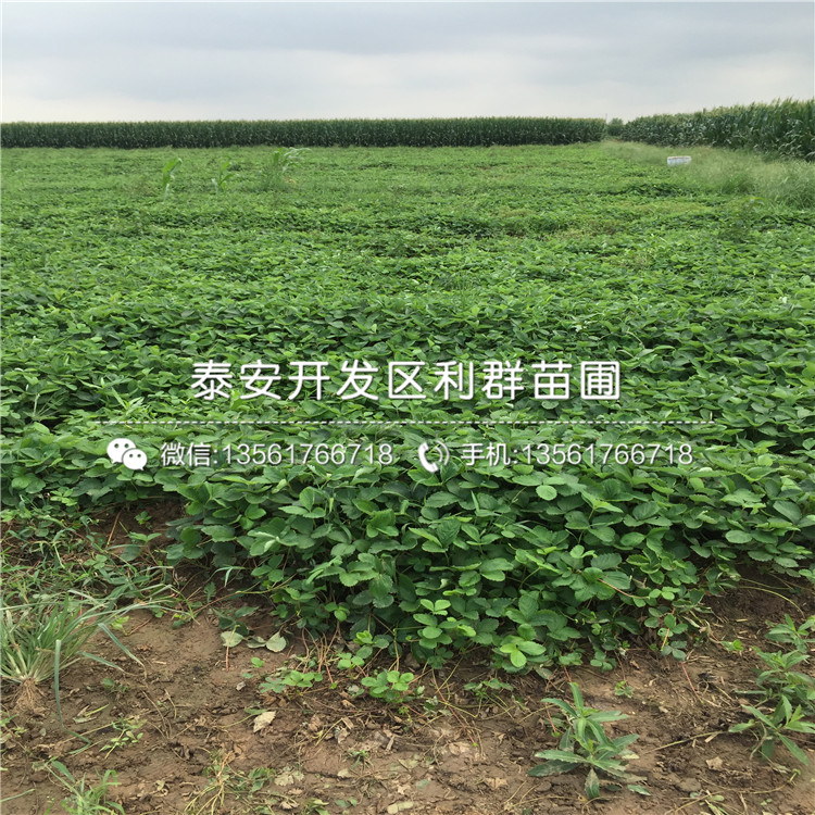 紅玫瑰草莓苗多少錢一棵、紅玫瑰草莓苗批發(fā)