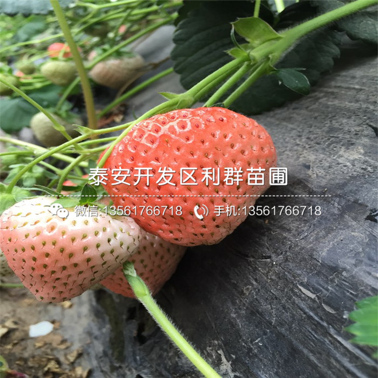 2018年新品种草莓苗出售价格