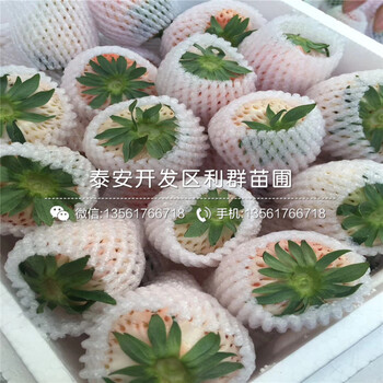 盆栽坎东噶草莓苗