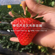 山东越丽草莓苗报价、山东越丽草莓苗价格多少