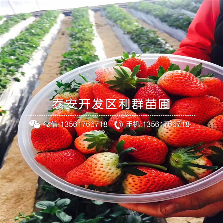 山东美德莱特草莓苗出售价格