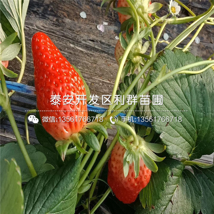 山东红玫瑰草莓苗出售、山东红玫瑰草莓苗价格