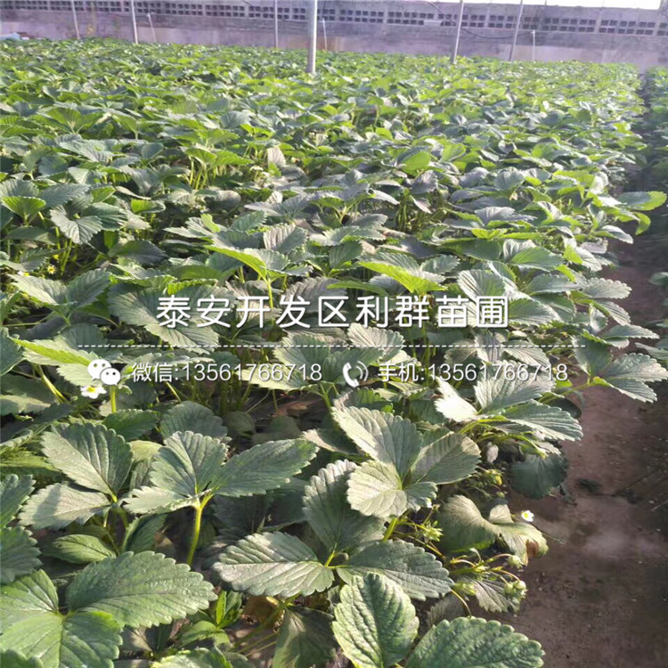 醉侠草莓苗多少钱一棵、醉侠草莓苗出售基地