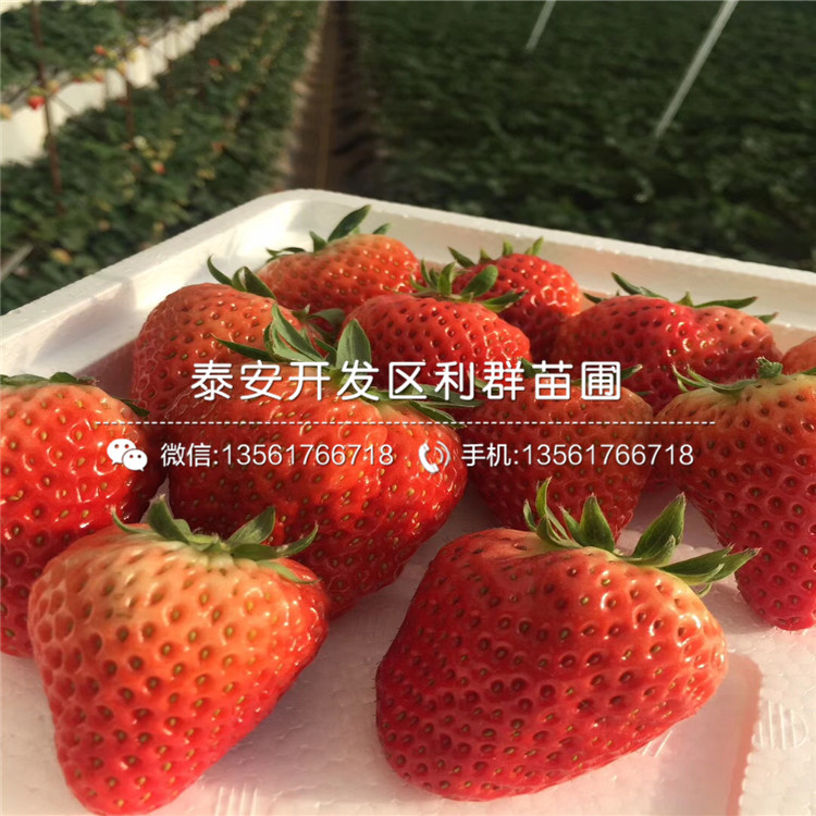 大棚紅玫瑰草莓苗、大棚紅玫瑰草莓苗基地